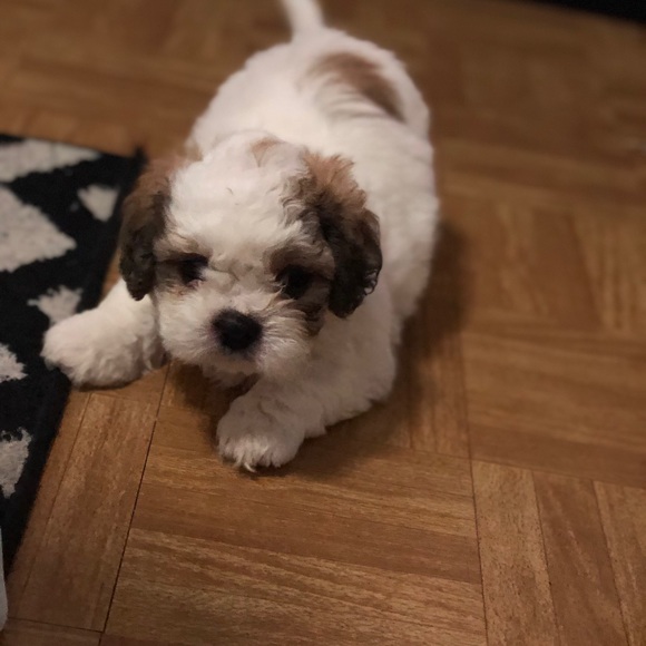 Meet your Posher, Mayra - Picture 1 of 1